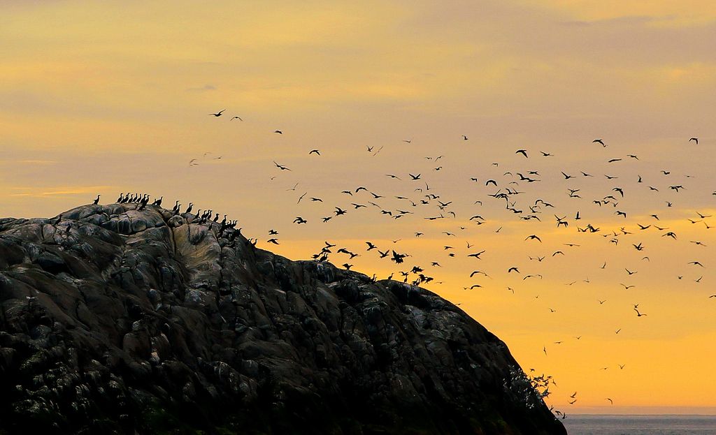 wildlife hurtigruten.jpg