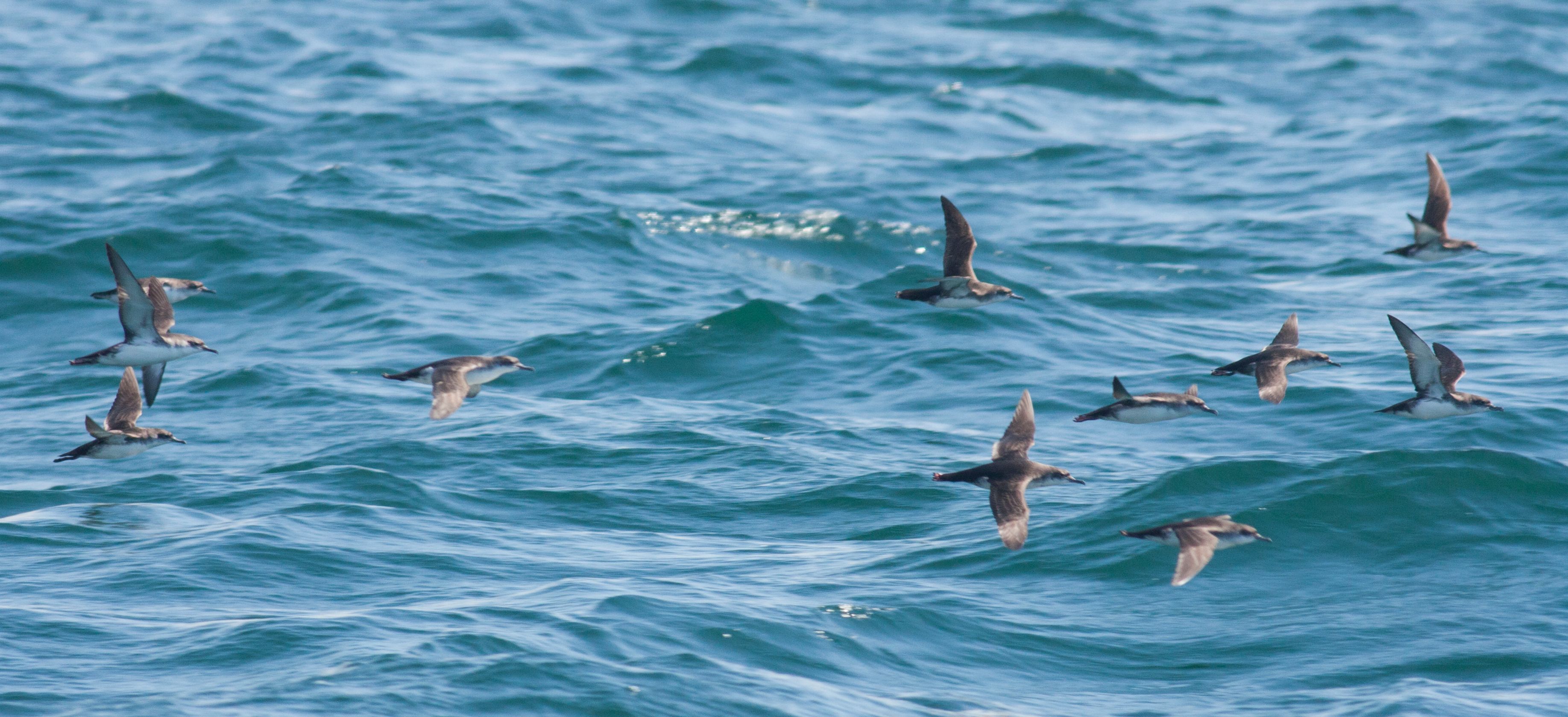 yelkouan shearwater