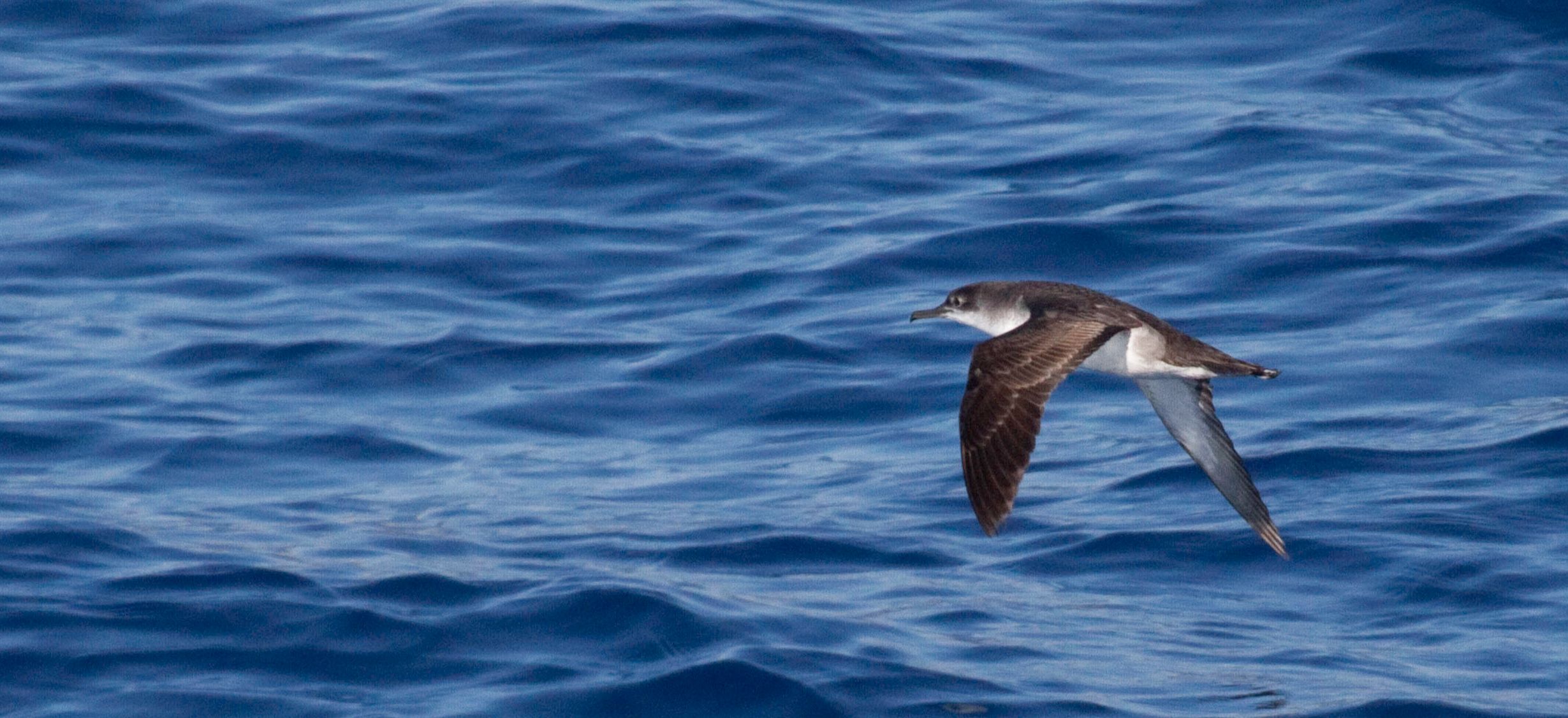 yelkouan shearwater